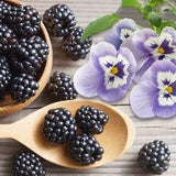Blackberry & Sugared Violets Fragrant Oil