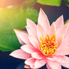 Willow Blossom & Lotus Fragrance Oil