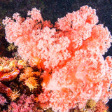 Living Coral Fragrance Oil