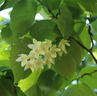 Benzoin Pourable Essential Oil Blend