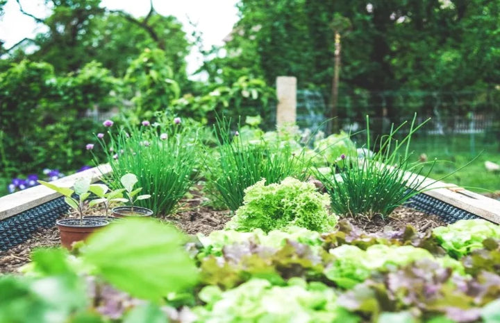 Veggie Garden Fragrant Oil