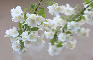 Jasmine & White Silk Fragrant Oil