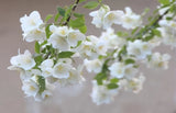 Jasmine & White Silk Fragrant Oil
