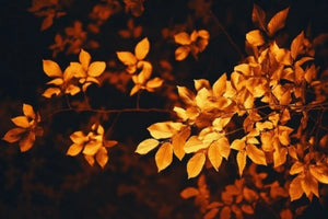 Gold Amber Leaves Fragrant Oil
