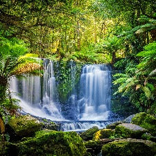 Rainforest Fragrant Oil