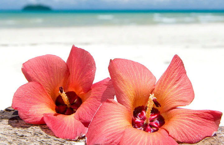 Island Hibiscus Fragrant Oil