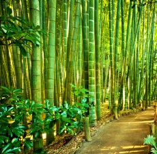 Bamboo & Teak Fragrant Oil