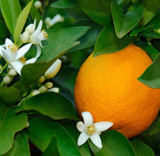 Blood Orange (Sicily) Essential Oil