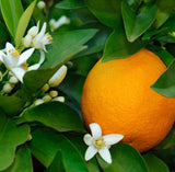 Blood Orange (Sicily) Essential Oil