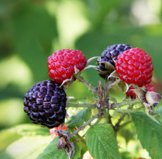 Blue Raspberry Fragrant Oil