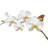 Butterfly Orchid Fragrant Oil