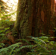 Cedarwood (Himalayan) Essential Oil