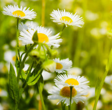 Chamomile Floral Water