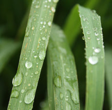 Citronella (Java) Essential Oil