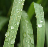 Citronella (Java) Essential Oil