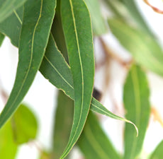 Eucalyptus Floral Water