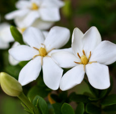 Gardenia Fragrant Oil