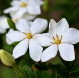 Gardenia Fragrant Oil