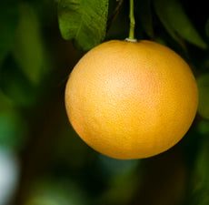 Grapefruit Pink Essential Oil