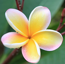 Hawaiian Plumeria Fragrant Oil