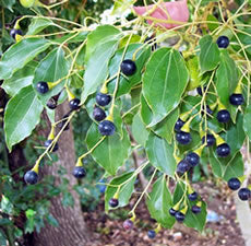 Ho Wood Essential Oil