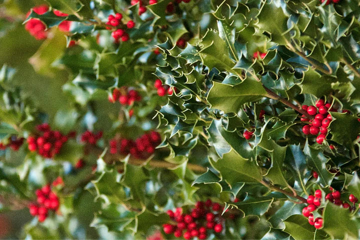 Holly & Ivy Fragrant Oil