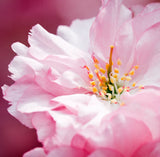 Japanese Cherry Blossom Fragrance Oil