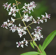 Lemongrass Verbena Fragrant Oil