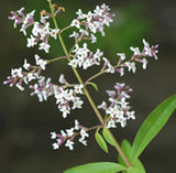 Lemongrass Verbena Fragrant Oil