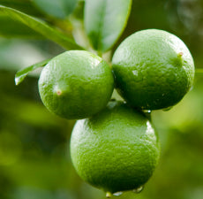 Lime Essential Oil - Key Lime (Peru)