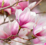 Magnolia Fragrant Oil