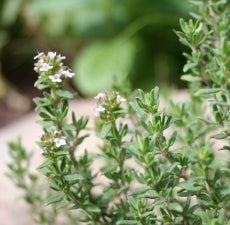 Marjoram Essential Oil (Sweet)