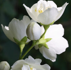 Midnight Jasmine Fragrant Oil