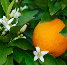Neroli Fragrant Oil