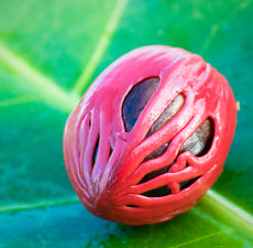 Nutmeg (India) Essential Oil