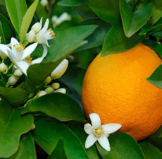 Orange (5 Fold) Essential Oil