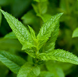 Peppermint Floral Water