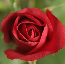 Red Rose Fragrant Oil