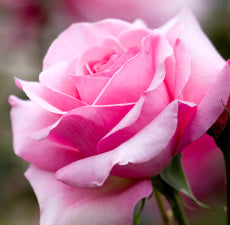 Rose Bouquet Fragrant Oil