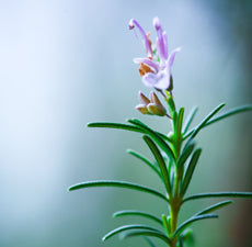 Rosemary (Spain) Essential Oil