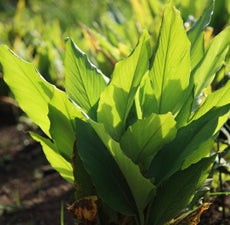 Turmeric Essential Oil
