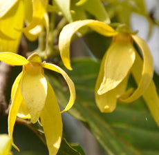 Ylang Ylang Essential Oil