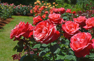Rose Garden Fragrant Oil