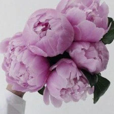 A Thousand Wishes (BBW Dupe) Fragrant Oil