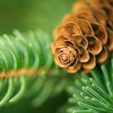 Balsam Cedar Fragrant Oil
