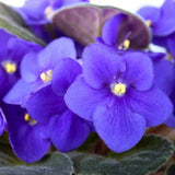Blue Violet Fragrant