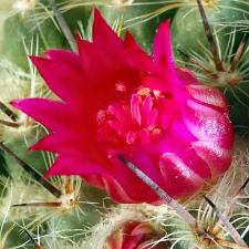 Baja Cactus Blossom Fragrant Oil