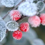 Winter Berry Blast Fragrance Oil