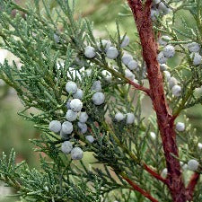 Frosted Juniper & Moss Fragrance Oil