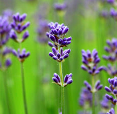 English Lavender Fragrance Oil
